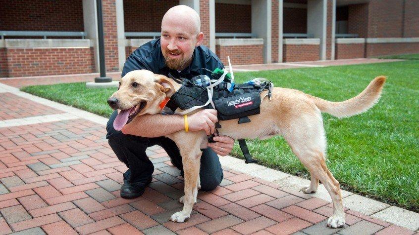 Innovative harness will allow dogs  and humans to communicate