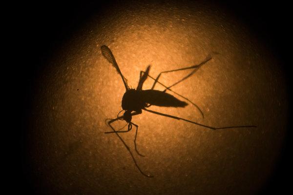 Aedes species of mosquito |  Photo courtesy of The New York Times & Felipe Dana of the Associated Press 