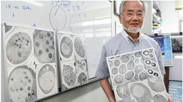 Yoshinori Ohsumi wins the 2016 Nobel Prize in Physiology or Medicine. | Photo courtesy of Akiko Matsushita of the Associated Press. 