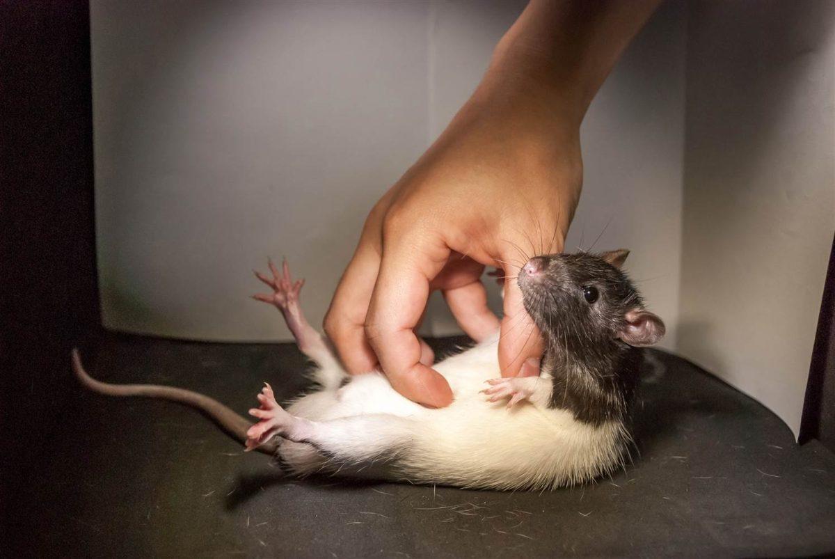 When tickled, rats laugh and spontaneously jump. | Photo courtesy of NBC News. 