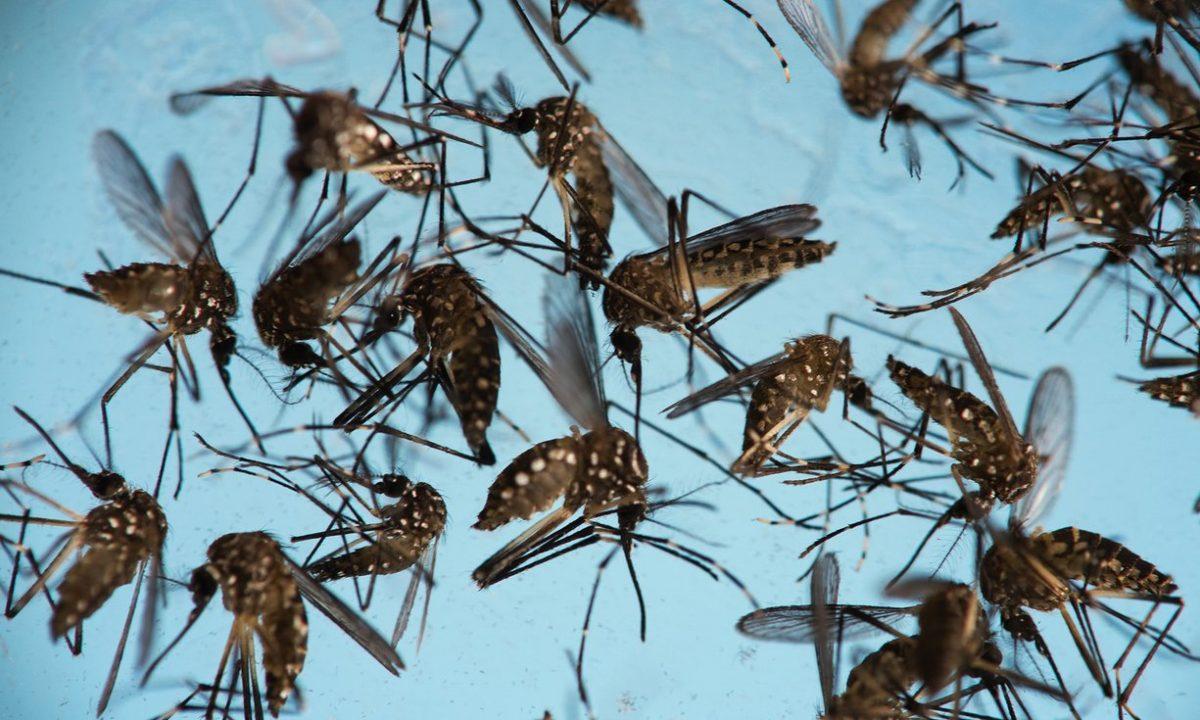 Aedes aegypti mosquitoes, which carry the Zika virus among others. | Photo courtesy of The Guardian. 