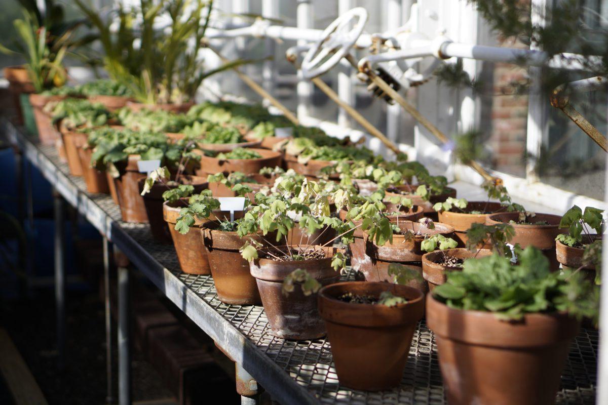 The Botanistas are devoted to appreciating the greenhouse’s plant life. Photo by Lien Dao' 20, Assistant Photo Editor