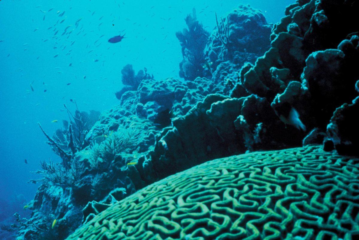 Sea life face potential danger as oceanic mercury levels rise. | Photo courtesy of Creative Commons. 