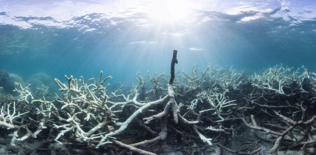 Global warming contributes to the death of coral reefs
Photo courtesy of Australian Geographic