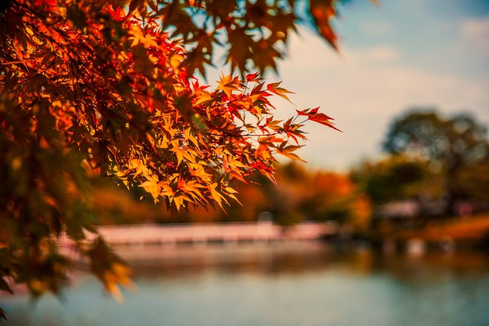 Take advantage of the fall ambience with a good book! (Photo courtesy of Unsplash)