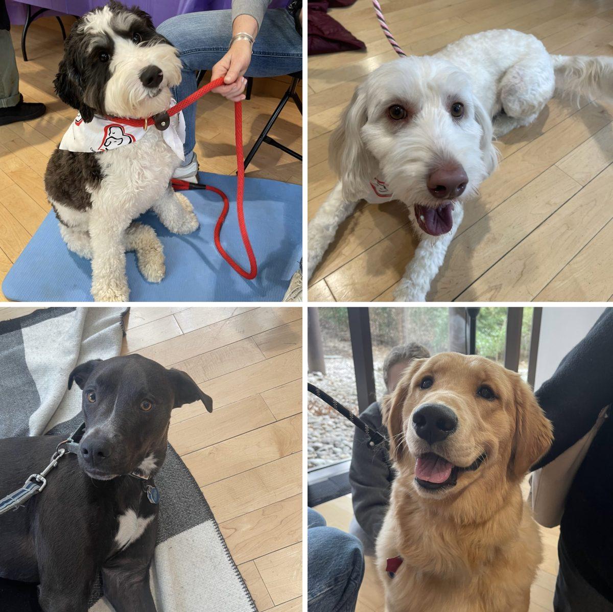 Therapy dogs pose for pictures at the Wellness Festival. Photos Courtesy of Teesta Kasargod. 